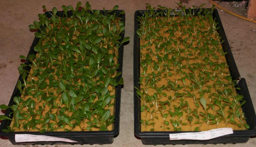TotalGrow on left - Results 14 days after planting - fluorescent on right. photo courtesy of Steve Van Haitsma
