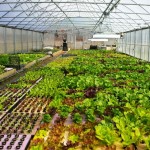 TotalGrow Turns Greenhouse into Year-Round Operation